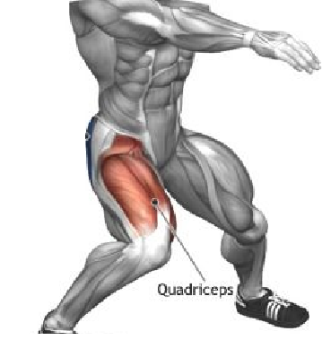 spieren bovenbeen