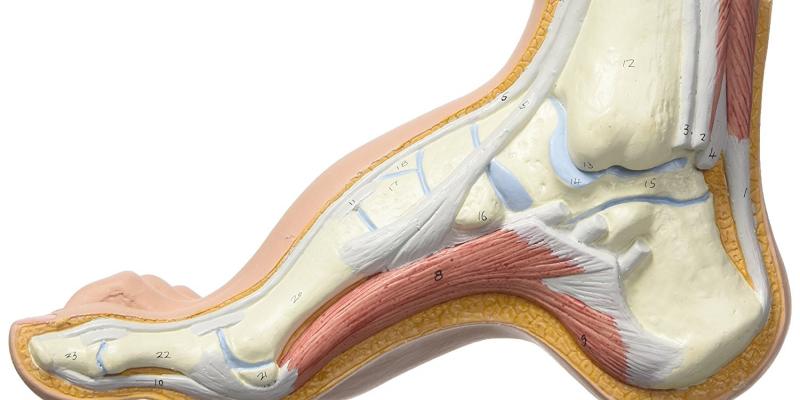 vetweefsel podotherapie